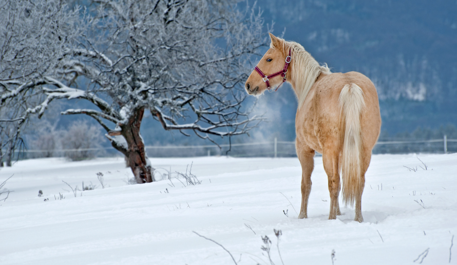 cheval froid